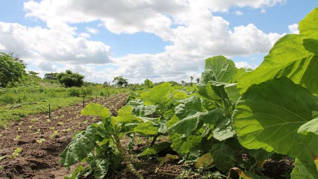 agricultura orgânica Foto por feraugustodesign de Pixabay