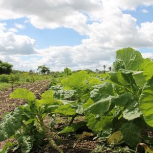 Salvi: mudança climática, uma verdadeira pandemia para a agricultura