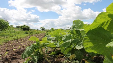 Salvi: cambiamento climatico, una vera e propria pandemia per l’agricoltura