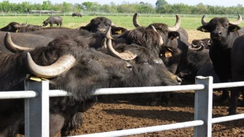 Fattorie Garofalo achizitioneaza Fattoria Apulia si vizeaza peste hotare