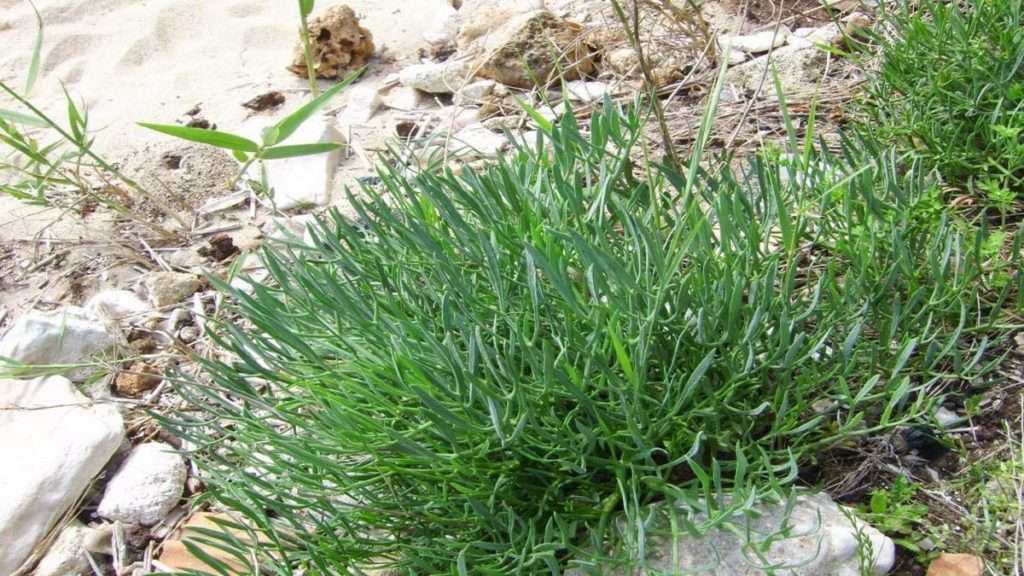 meerfenchel-in-seinem-natürlichen-lebensraum