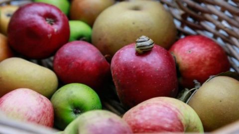 Una mela toglie il medico di torno… ma il fruttosio lo fa ritornare