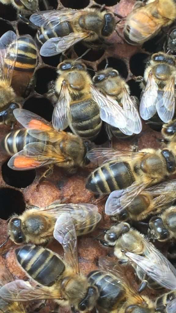 black bee of Sicily