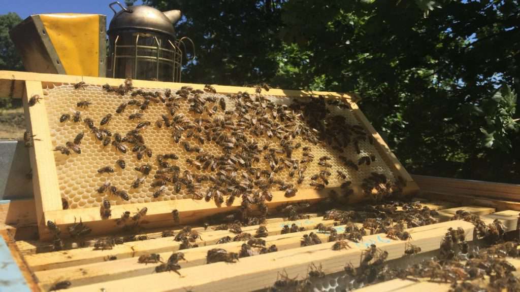 Sicilian black bee hive