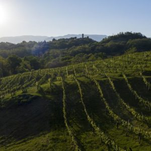 Şarap ve Bölge: Asolo Prosecco tepelerin "cru" sunu başlatıyor