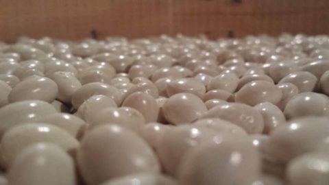 Kacang Regina di Gorga: penemuan kembali legum yang menciptakan kesejahteraan
