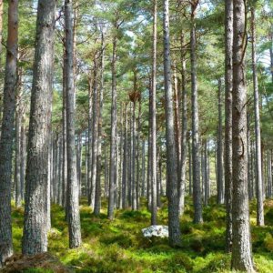 Cdp e Snam lanciano la sfida ambientale: piantare 3 milioni di alberi