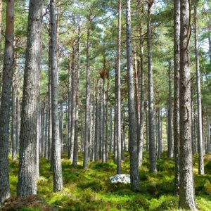 CDP e Snam lançam desafio ambiental: plantar 3 milhões de árvores