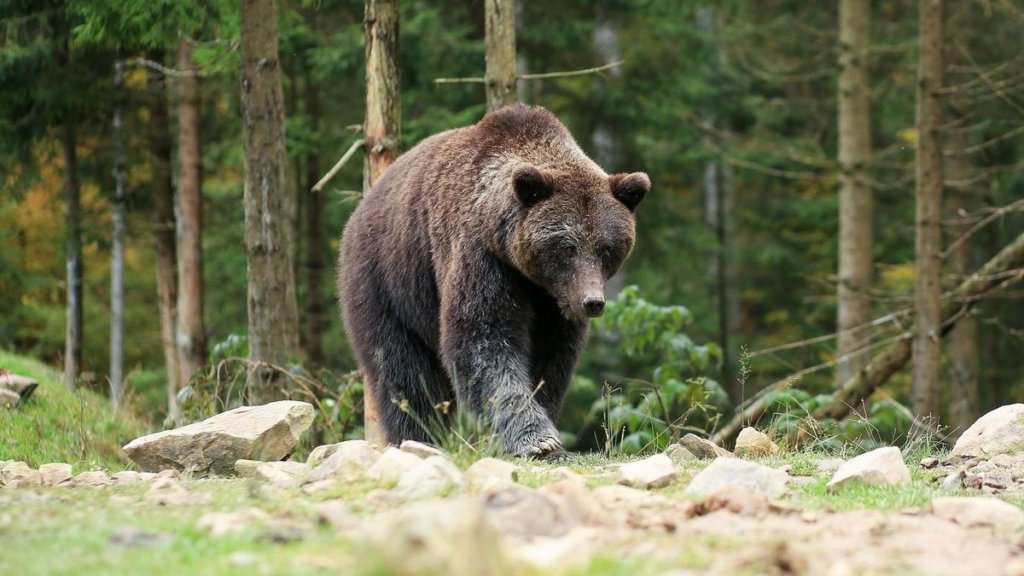 Inhalere Flygtig pille Orsi in Trentino, dove e quanti sono: la mappa - FIRSTonline