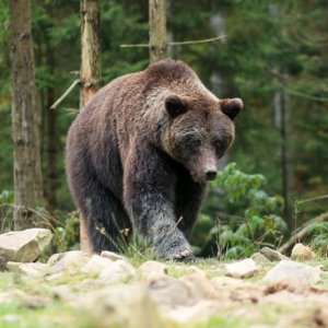 Trento, il Tar salva l’orsa Gaia dall’abbattimento