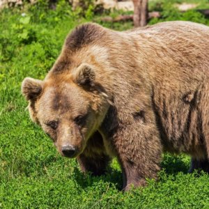 Фондовые биржи: Медведь бежит и в Азии, но Милан пытается отскочить