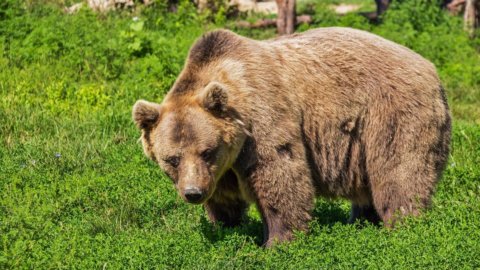 Börsen: Der Bär läuft auch in Asien, aber Mailand versucht sich zu erholen