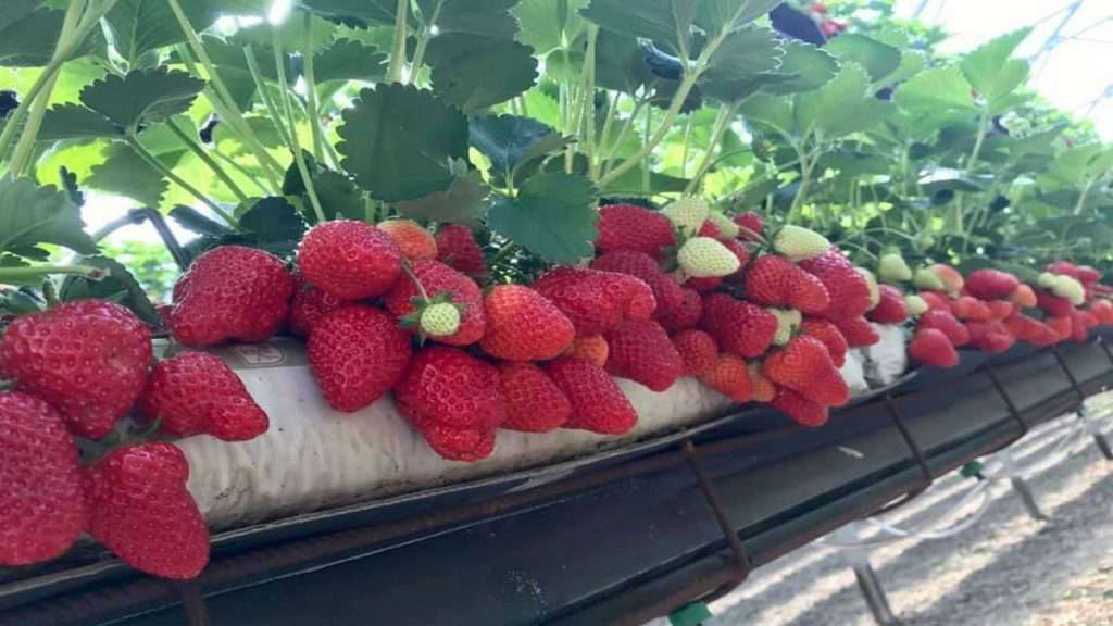 sofia-michieli-fragole