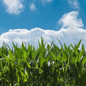 Agroalimentare: i decreti OGM fanno discutere