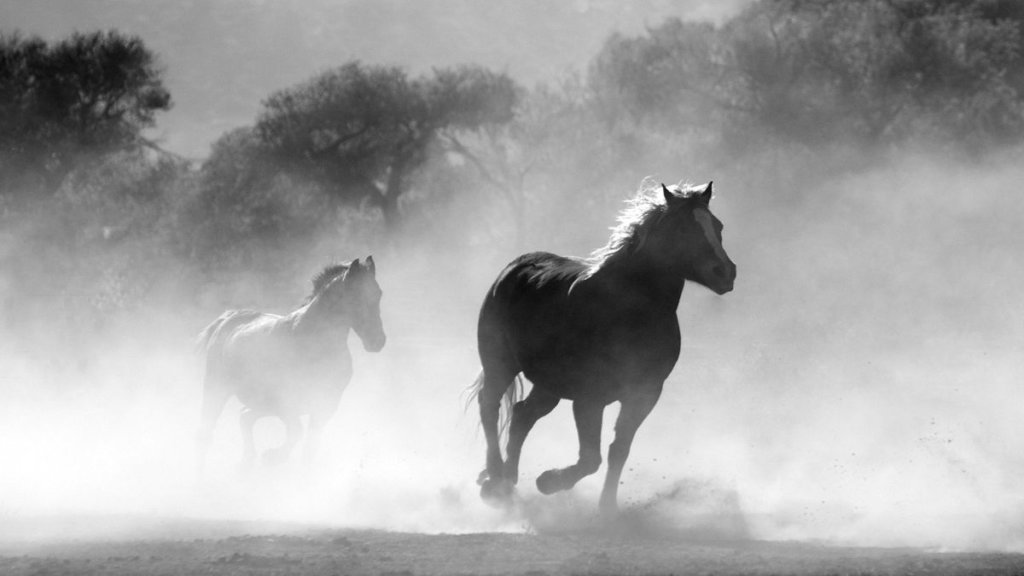 Chevaux de course