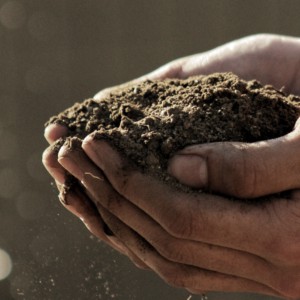 Agricoltura: il Fondo di garanzia per una ripresa green