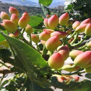 Mengadopsi pistachio: crowdfunding untuk menghidupkan kembali buah Sisilia kuno