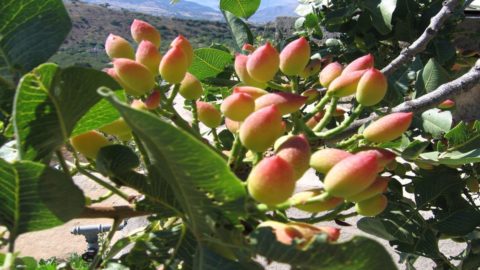 Adotta un pistacchio: crowdfunding per riportare in vita antico frutto siciliano