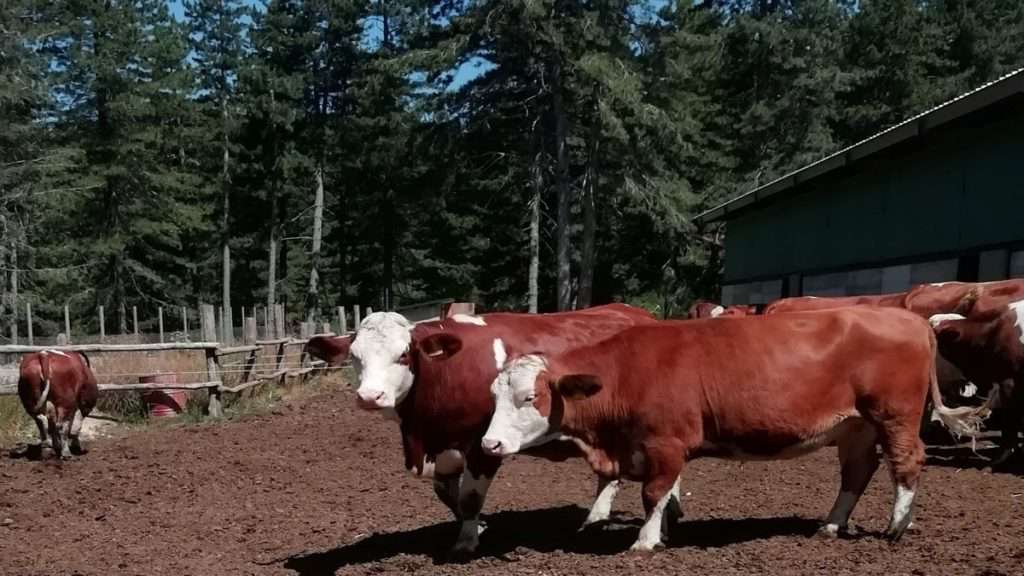 élevage de vaches Biosila caciocavalli silani