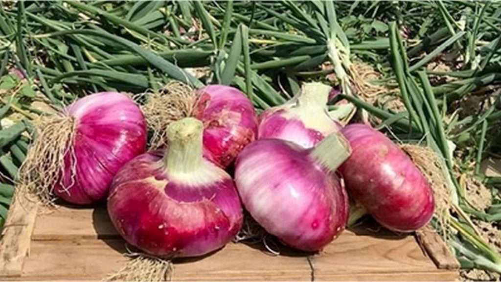 The red bream onion, a Slow Food Presidium