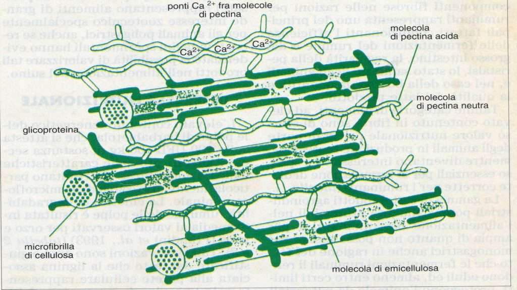 estructura de fibra de Nocca