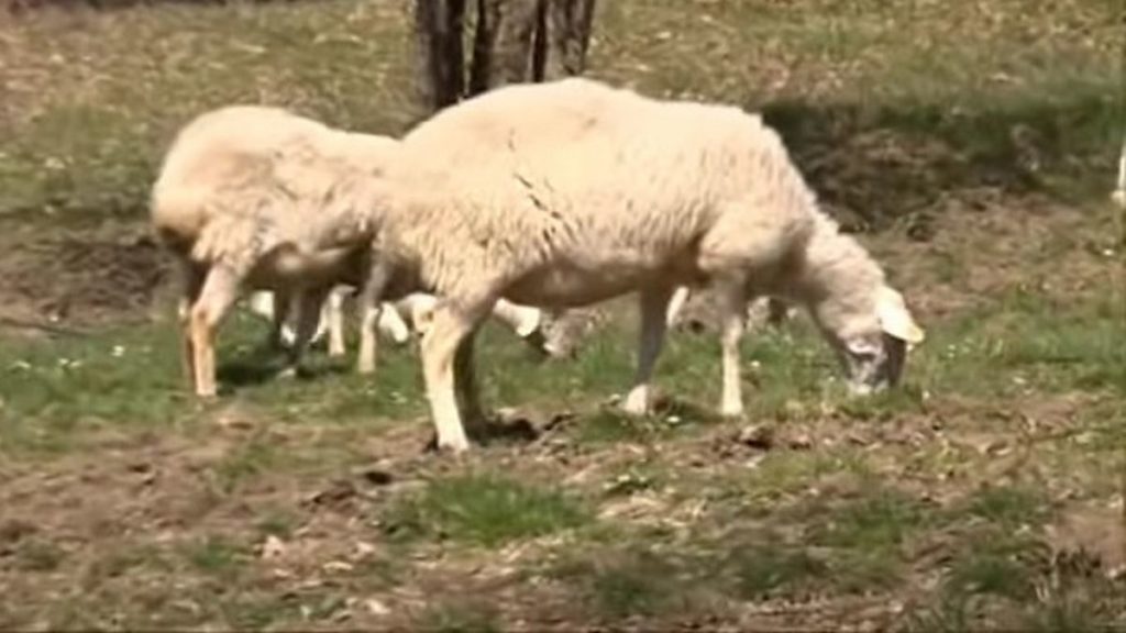 laticauda sheep