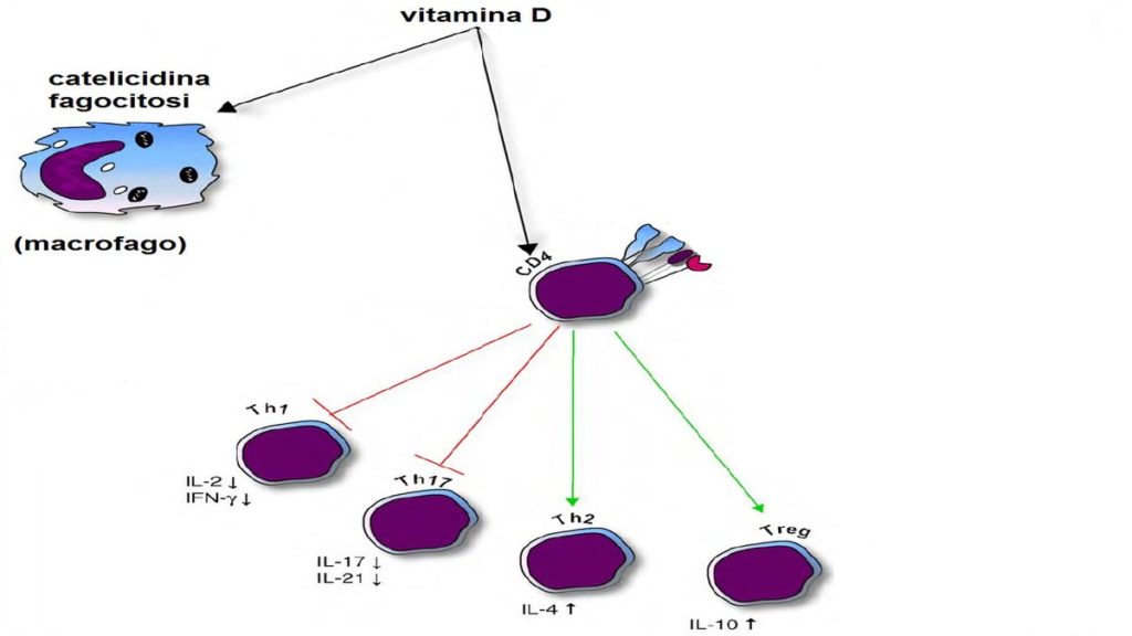 Vitamina D