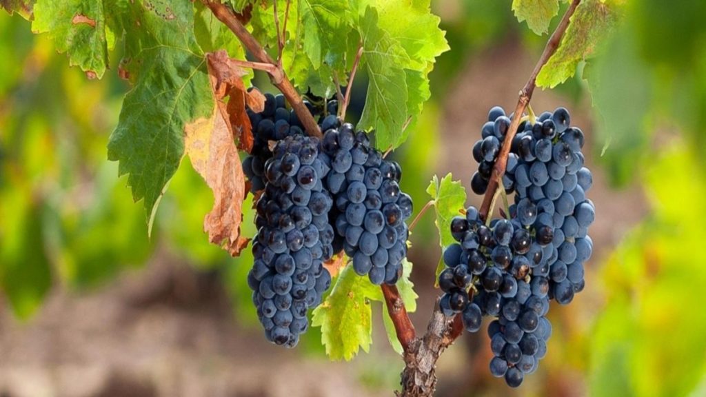 Cannonau grapes