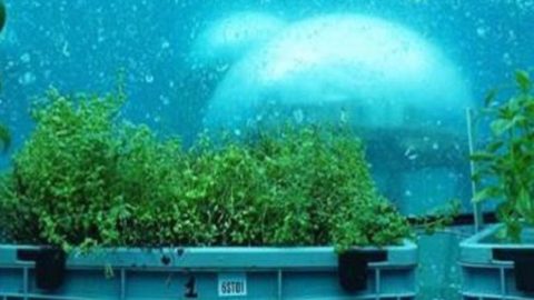 Auf dem Meeresgrund angebautes Basilikum: In Noli wird es Wirklichkeit
