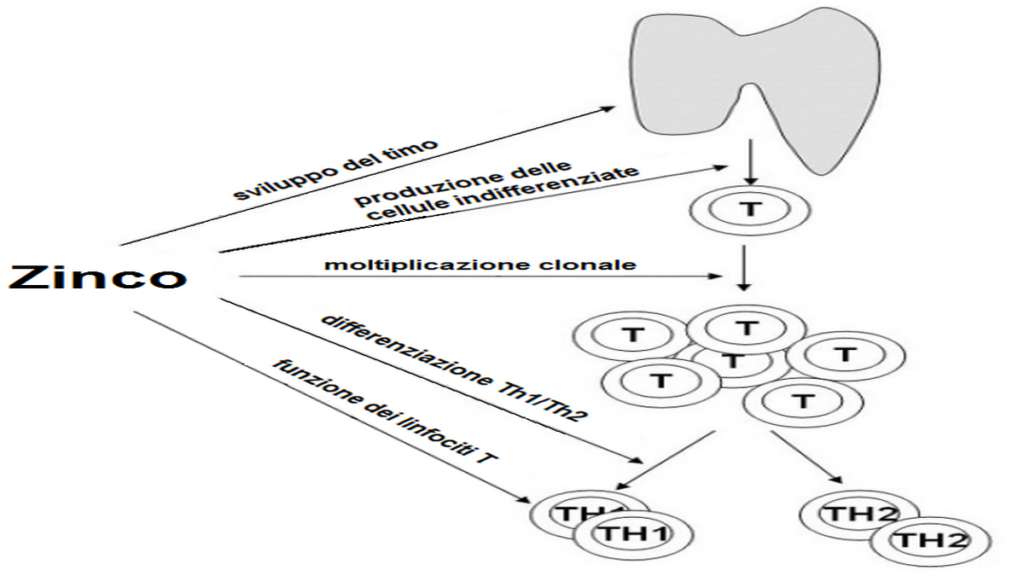 effetti zinco sui linfociti