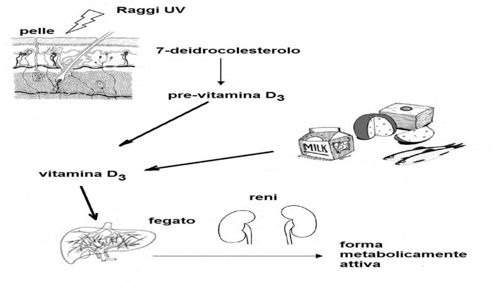 UV rays