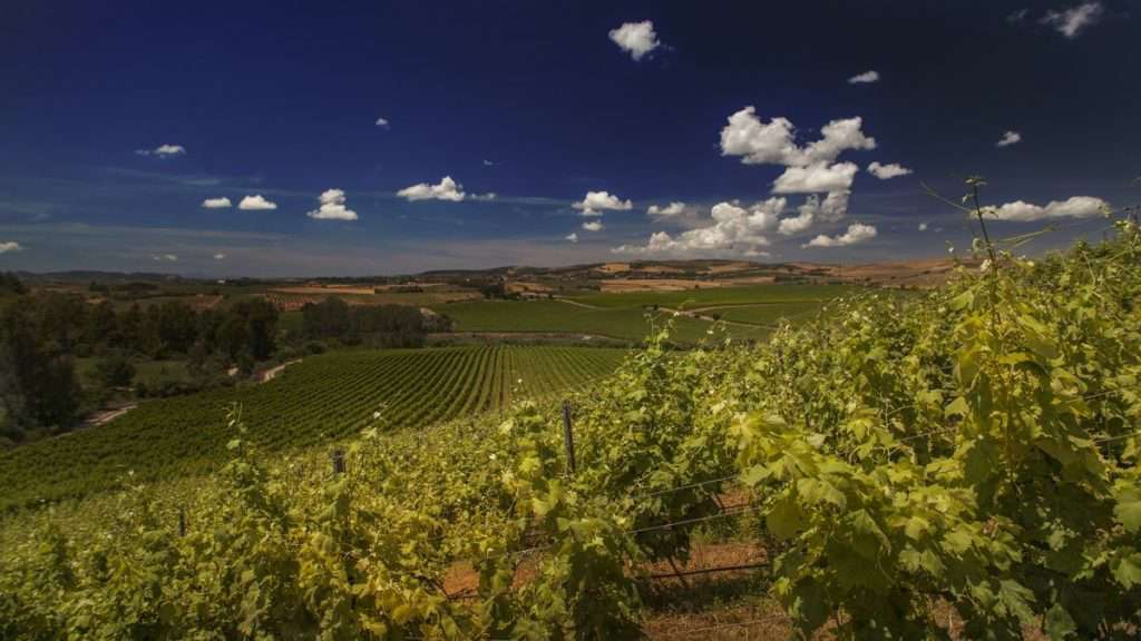 cannonau vineyards