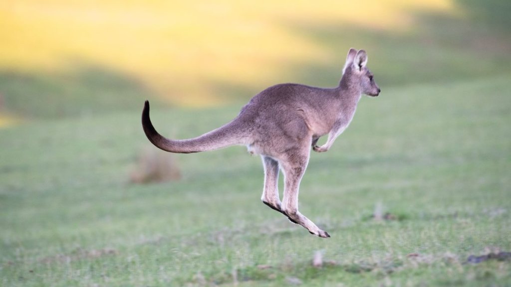 カンガルー