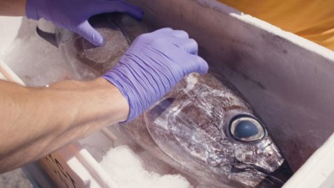 “Ri-pescato”: il pesce sequestrato va ai bisognosi