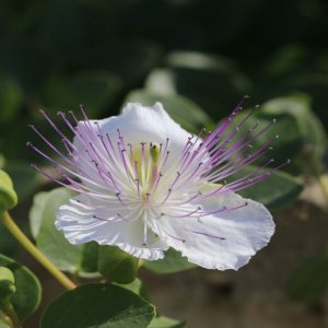 Kovid mi? bir araştırmaya göre masada da savaşılıyor: Quercetin ile