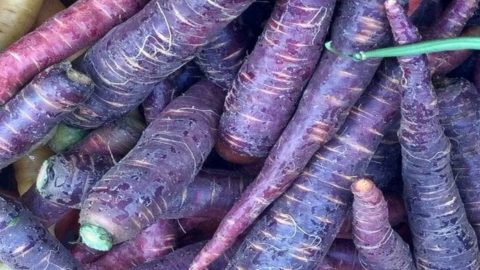 La carota viola: un concentrato di sapori e salute da rivalutare