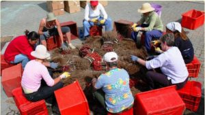 Vignaioli indipendenti vigneto-preparazione-salici-les-cretes