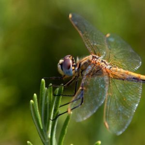 Biologico: ok dal Senato, ora alla Camera