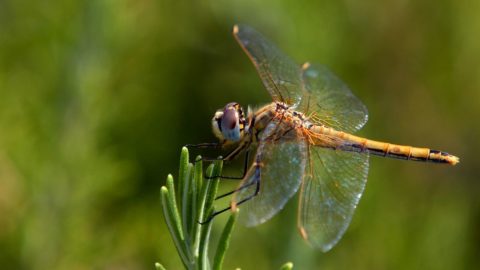 Biologico: ok dal Senato, ora alla Camera