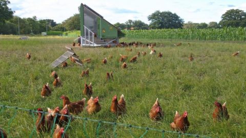 Bio : la loi existe, l'Italie est prête à confirmer sa suprématie sur les marchés