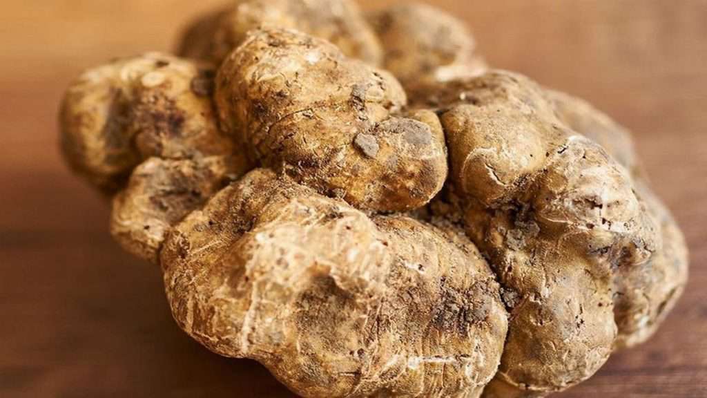 alba truffle raksasa