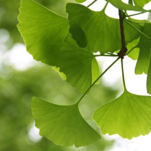 21 novembre: un libro per la Giornata Nazionale degli alberi