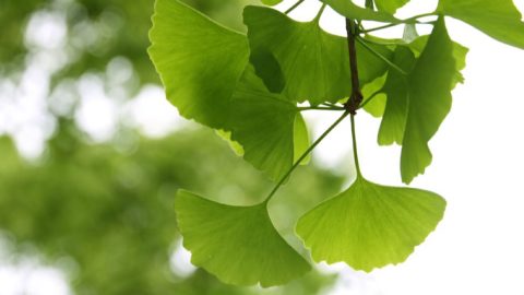 21 novembre : un livre pour la Journée nationale de l'arbre