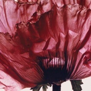 Irving Penn. Yaptığı işin değeri ne kadar?