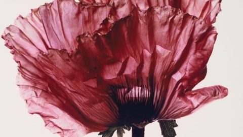 Irving Penn. Yaptığı işin değeri ne kadar?