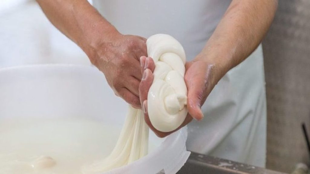 Mozzarella Gioia del Colle lavorazione