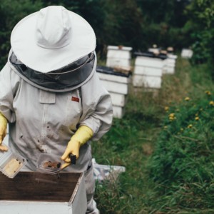 Api, Hera avvia il biomonitoraggio per studiare l’ambiente