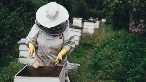 Beekeeping: the turnover is growing. Apicoltura Vangelisti passes to the IDeA Agro fund