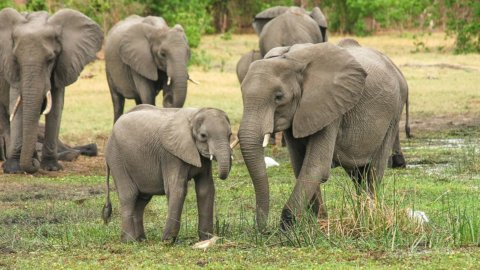 Hat der Elefant Rechtspersönlichkeit? Das Dilemma des Obersten Gerichtshofs von New York