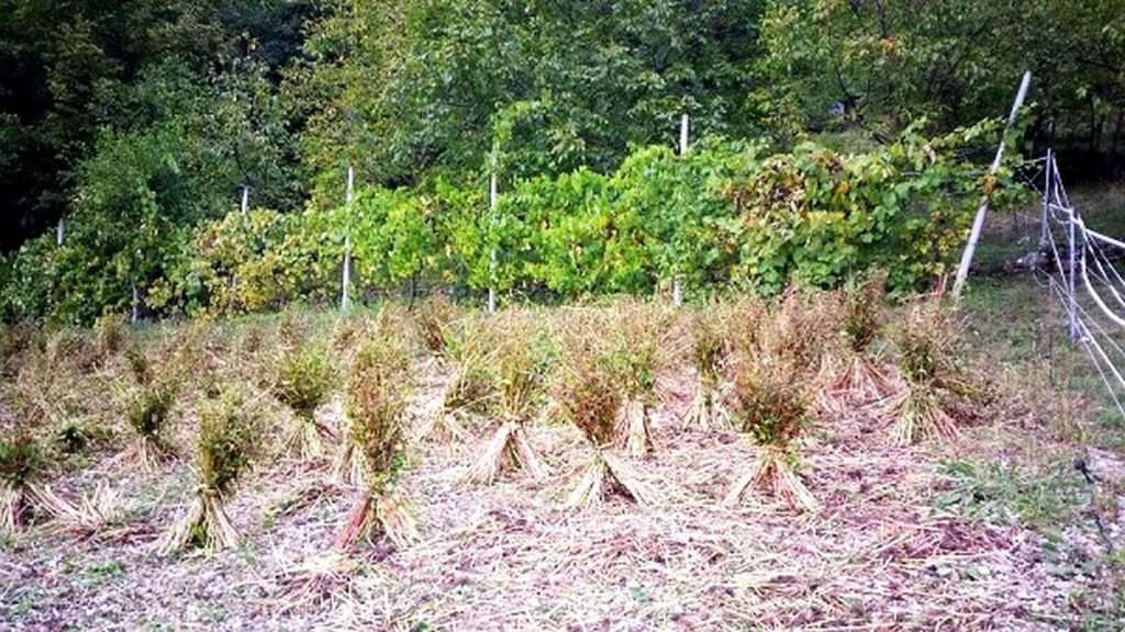 Le 'donete' di grano saraceno di Terragnolo